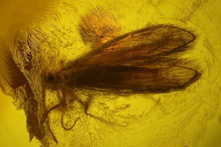 Hairy Fossil Caddisfly (Trichoptera) In Baltic Amber #166196